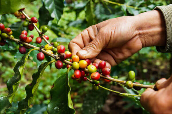 Coffea arabica e Coffea canephora: diferenças entre as espécies