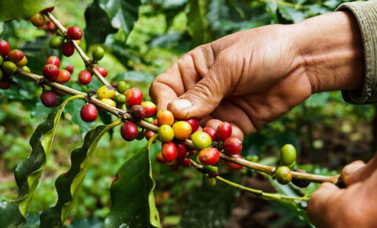 Tipos de café: Arábica e Robusta