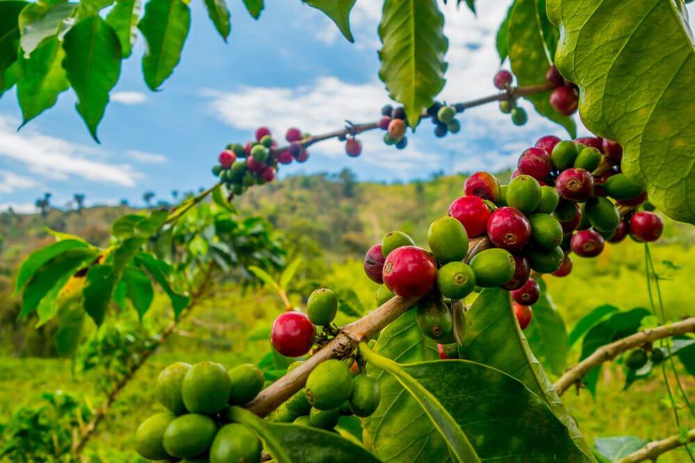 Café Manah - ༄Café arábica༄ A qualidade do grão está ligada à altura da  lavoura: o cultivo ideal se dá em terrenos entre seiscentos e dois mil  metros de altitude. Os grãos